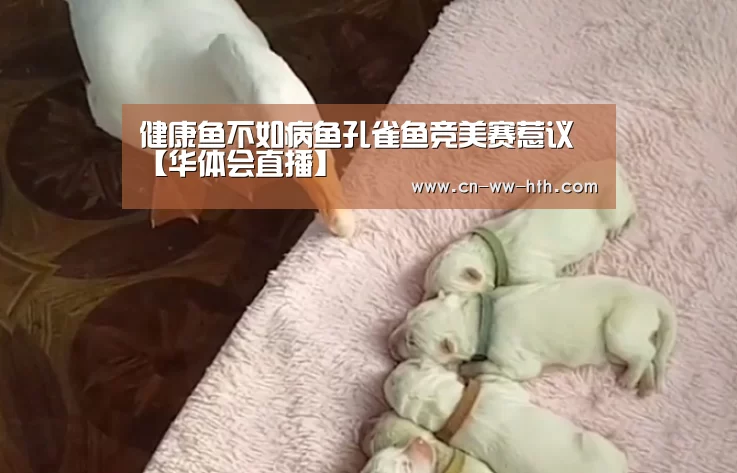 华体会直播